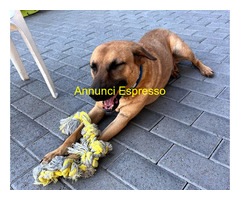 In regalo CANE METICCIO