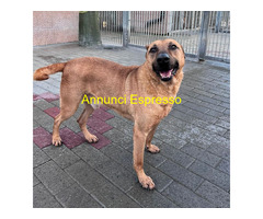 In regalo CANE METICCIO