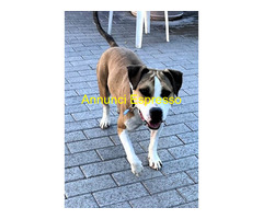 In regalo CANE METICCIO