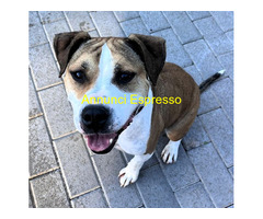 In regalo CANE METICCIO