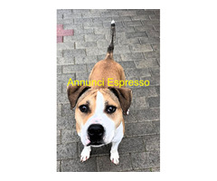 In regalo CANE METICCIO