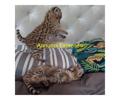 Serval eccezionale: l'eleganza