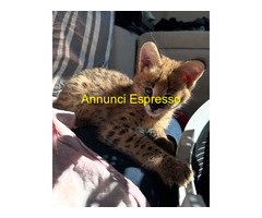 Serval eccezionale: l'eleganza