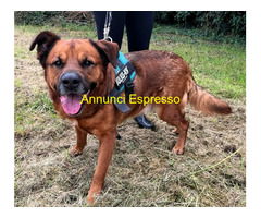 In regalo CANE METICCIO