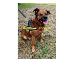 In regalo CANE METICCIO