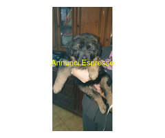 Cuccioli pastore tedesco pelo