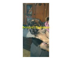 Cuccioli pastore tedesco pelo