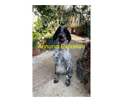 In regalo PLUTO setter inglese 3 anni