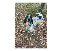 In regalo PLUTO setter inglese 3 anni