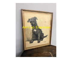 Antica incisione acquerellata, "Cane", Cecil Aldin