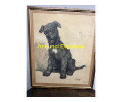 Antica incisione acquerellata, "Cane", Cecil Aldin