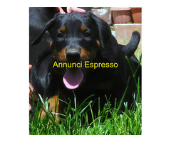 Dobermann cuccioli