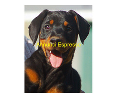 Dobermann cuccioli