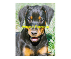 Dobermann cuccioli