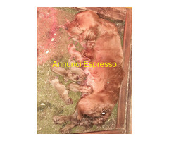 Cocker Spaniel cuccioli