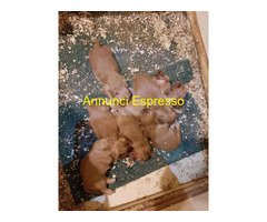 Cocker Spaniel cuccioli