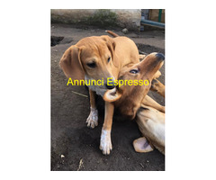 In regalo MUSA mixsegugio taglia piccola