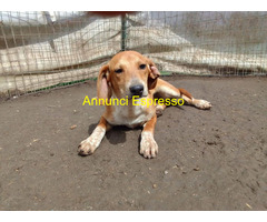 In regalo MUSA mixsegugio taglia piccola