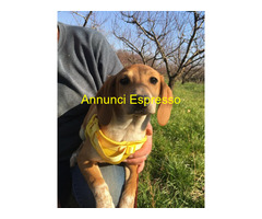 In regalo MUSA mixsegugio taglia piccola