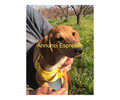 In regalo MUSA mixsegugio taglia piccola