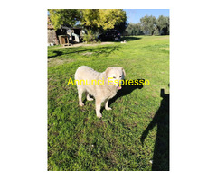 In regalo BLANCA Pastore maremmano