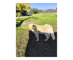 In regalo BLANCA Pastore maremmano