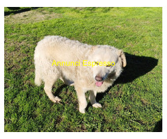 In regalo BLANCA Pastore maremmano