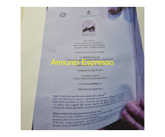 Léa Stein Paris spilla  vintage , in acetato di ce