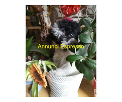 Barboncini teacup maschietti