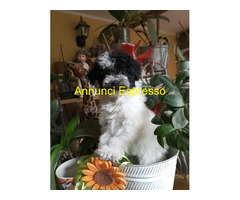 Barboncini teacup maschietti