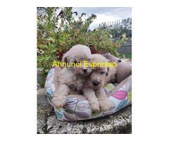 Barboncini teacup maschietti