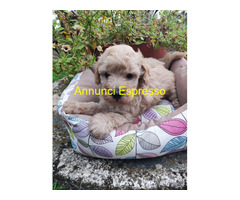 Barboncini teacup maschietti