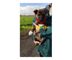 In regalo CANDY cucciola taglia piccola