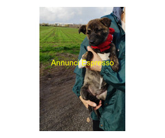 In regalo CANDY cucciola taglia piccola