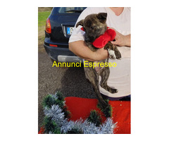 In regalo CANDY cucciola taglia piccola