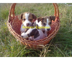 Jack Russell maschietti