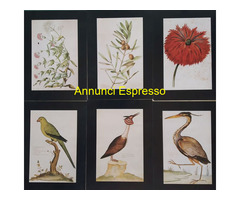 Stampe edizione limitata