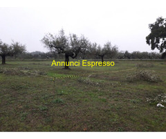 Terreno edificabile mq3635 Privato