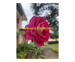 Le mie mani , la schiuma e tu con Viola