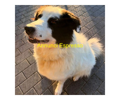 In regalo CANE METICCIO