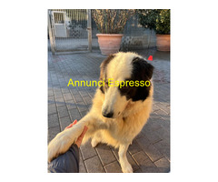 In regalo CANE METICCIO