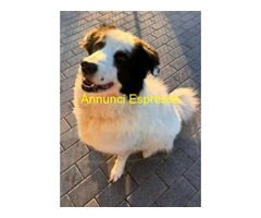 In regalo CANE METICCIO