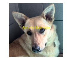 In regalo CANE METICCIO