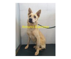 In regalo CANE METICCIO