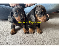 Bassotto nano cuccioli