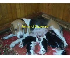 Beagle tricolore cuccioli