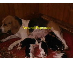 Beagle tricolore cuccioli