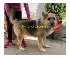 In regalo CANE METICCIO