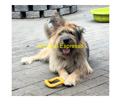 In regalo CANE METICCIO