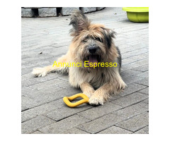 In regalo CANE METICCIO